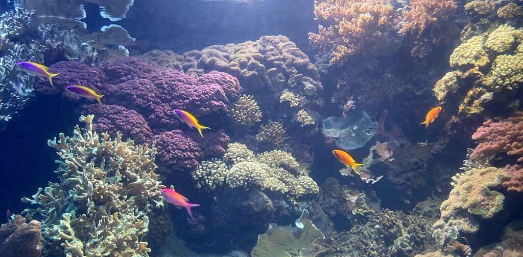 peixinhos-news-sep-paulinealphen