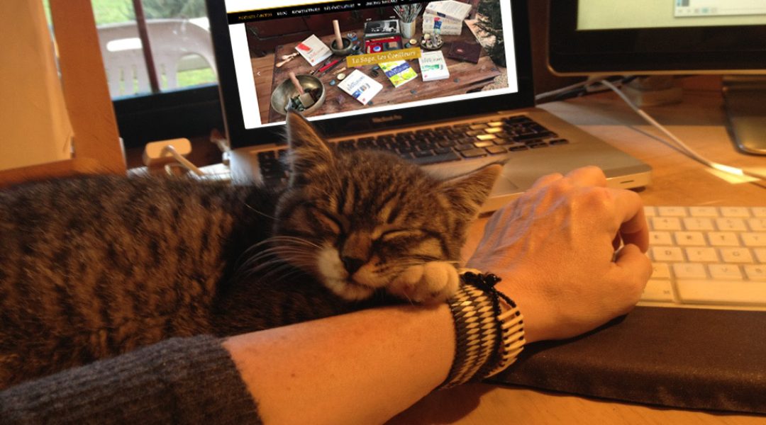 chat-qui-dort-dans-la-main