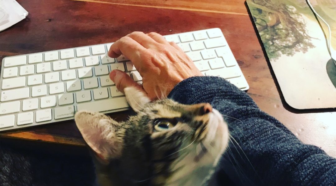 chat regardant l'écrivain