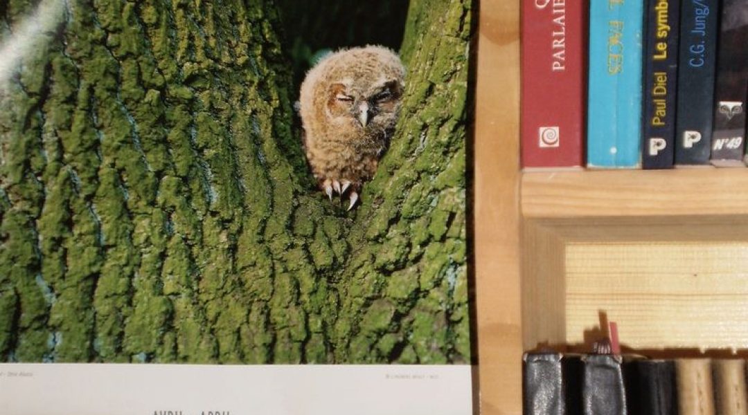 chouette dans les livres
