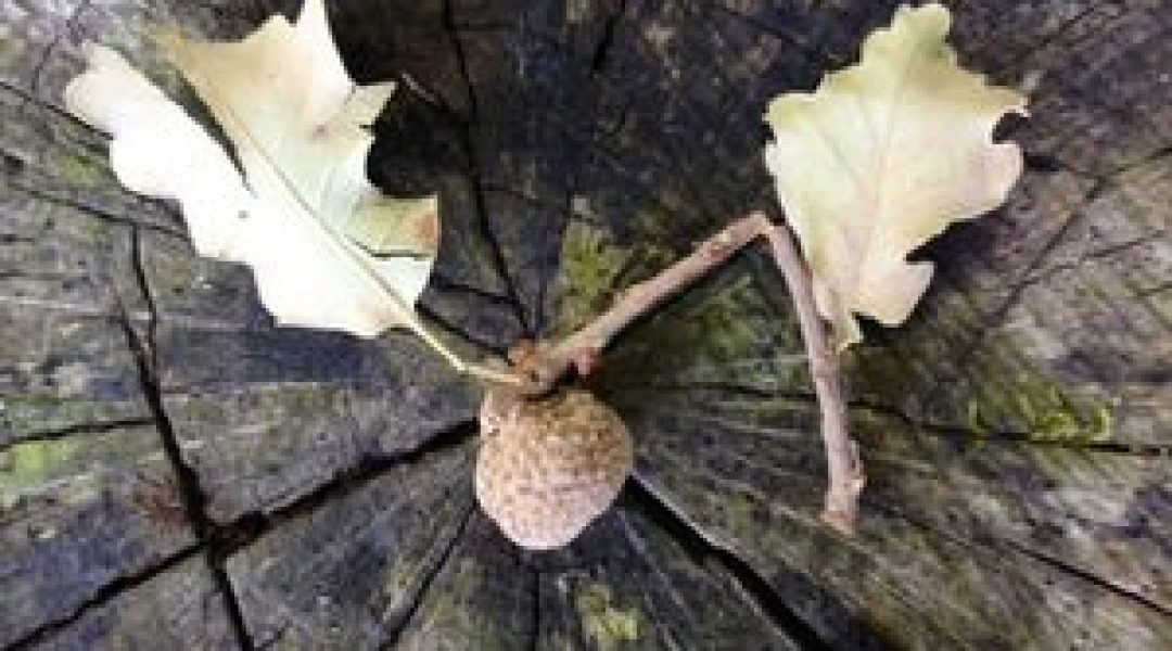 noix dans le jardin