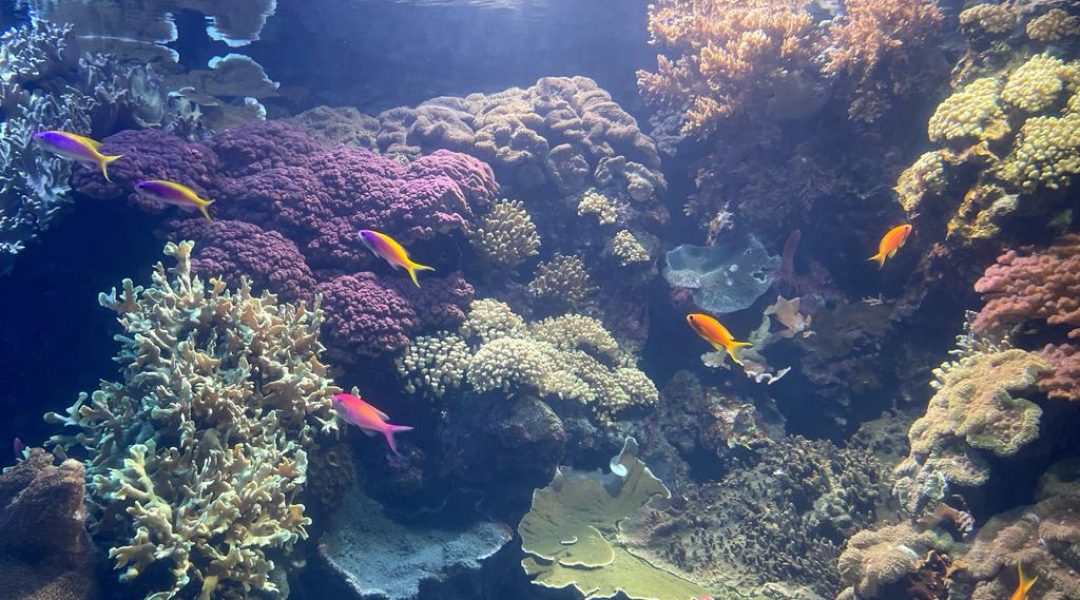 peixinhos-news-sep-paulinealphen